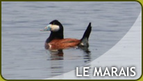 LeMarais