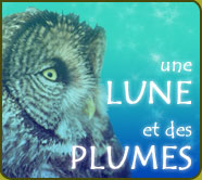 Une lune et des plumes